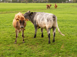 Bull sniffing rear end of Jersey cow on pasture near Raard, Friesland, Netherlands