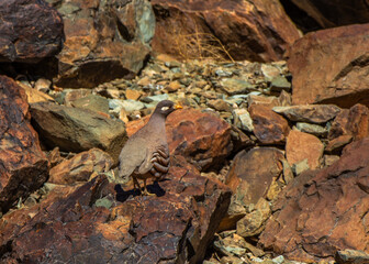 Sand Partridge, Ammoperdix heyi 

