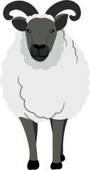 sheep clipart