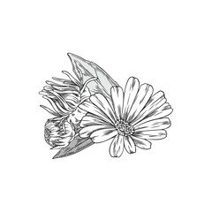 Calendula flowers, buds with leaves engraved vector hand drawn, blossom marigold, daisy tea plant medical organic herb