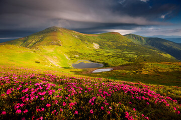 Magical fields of blooming rhododendron flowers in the highlands. Carpathians, Chornohora National Park, Ukraine.