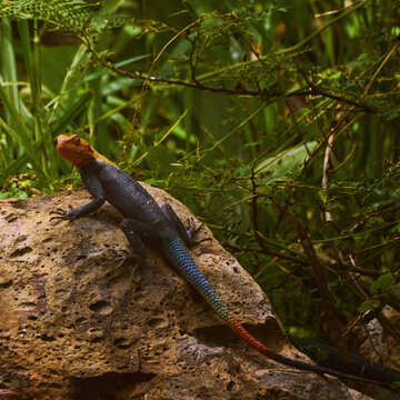 Reunion Island lizard Numibian rock agama (Agama planiceps Peters, 1862) basking on a rock