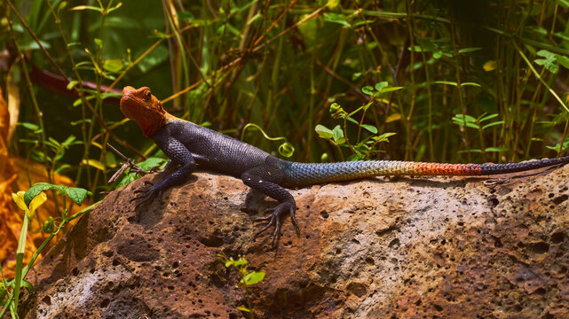 Reunion Island lizard Numibian rock agama (Agama planiceps Peters, 1862) basking on a rock