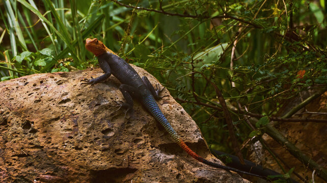 Reunion Island lizard Numibian rock agama (Agama planiceps Peters, 1862) basking on a rock