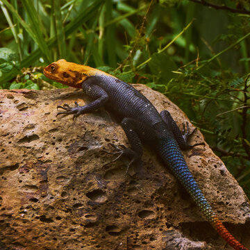 Reunion Island lizard Numibian rock agama (Agama planiceps Peters, 1862) basking on a rock