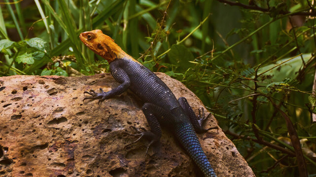 Reunion Island lizard Numibian rock agama (Agama planiceps Peters, 1862) basking on a rock