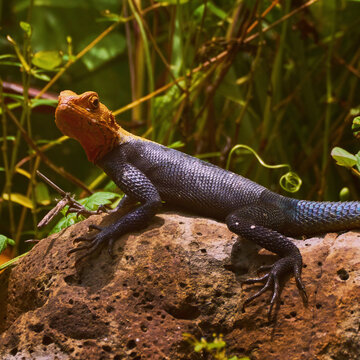 Reunion Island lizard Numibian rock agama (Agama planiceps Peters, 1862) basking on a rock