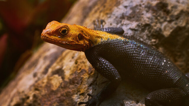 Reunion Island lizard Numibian rock agama (Agama planiceps Peters, 1862) basking on a rock