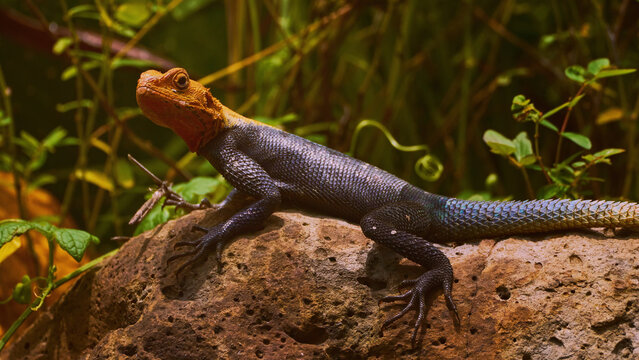 Reunion Island lizard Numibian rock agama (Agama planiceps Peters, 1862) basking on a rock