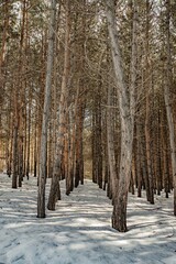 Fototapeta premium winter forest in the snow