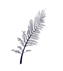 hand drawing of a fern flower vector © TanyaArt