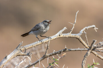 Blackstart, Cercomela melanura
