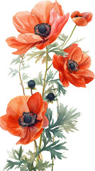 アネモネの水彩画