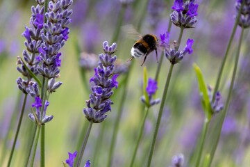 bumblebee on lavender flowers in the garden