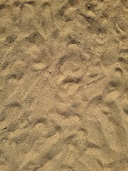 footsteps in the sand
