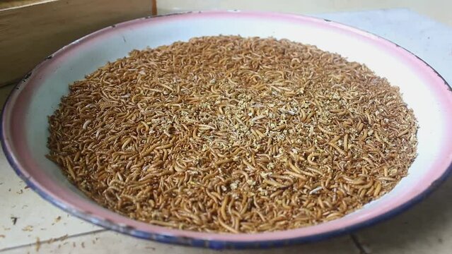 Cultivation of Farse Larva or Tenebrio Molitor, traditional Indonesian farm.