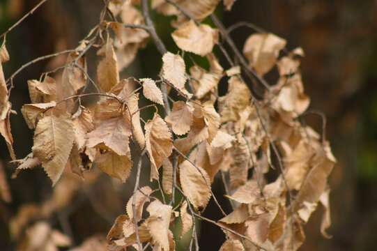 Closeup of brown field elm leaves with selective focus on foreground