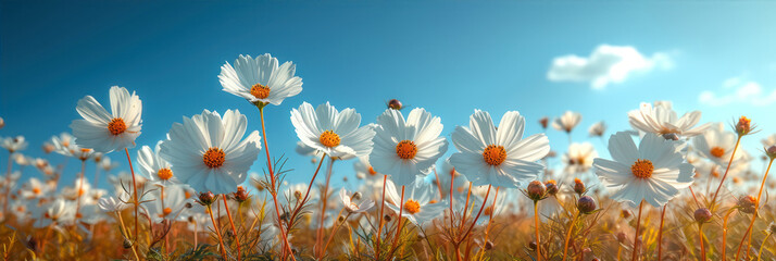 White cosmos flowers on blue sky background. Panoramic view.