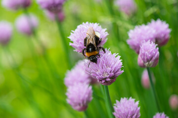Bumblebee collects nectar and pollen from flowers to the meadow.
