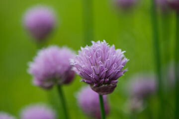 Purple flowers of wild onion in the garden in the spring.