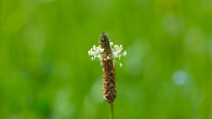 Plantain flower on a blurred green background.