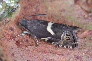 Cydia duplicana. A beautiful little moth from the family Tortricidae known as tortrix moths or leafroller moths. Its caterpillars feed on coniferous trees.