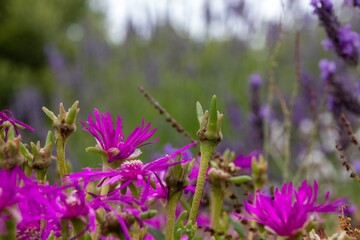 purple flowers in the field