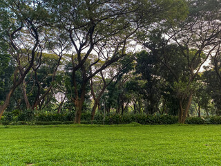 Obraz premium Greenery yard full of trees at evening.