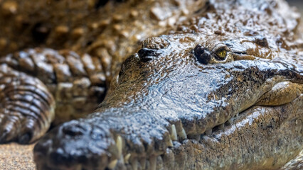 Freshwater crocodile, Crocodylus johnsoni, close up with focus on the eye. Endemic to the Northern Territories of Australia. - 739829176