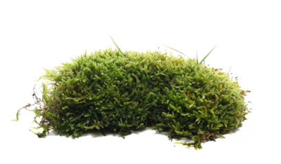 Green moss isolated on white background and texture