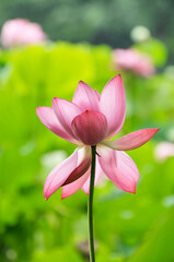 Obraz premium Blossoming lotus flower and waterlily in pond