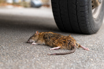 dead rat in front of a car tire on the street