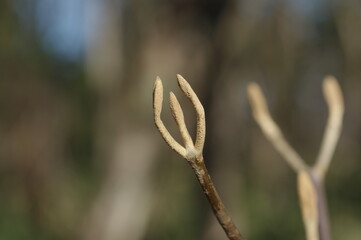 オオカメノキの冬芽