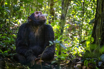 Adult chimpanzee, pan troglodytes, looks up to the sun shining through a break in the tree canopy. Kibale Forest, Uganda. Conservation program means that some troupes are habituated for human contact - 739833907
