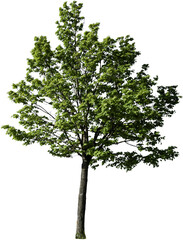 Junger Baum mit gr&uuml;nen Bl&auml;ttern