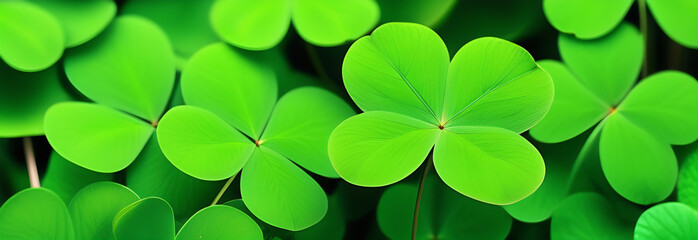 Green clover leaves close-up on a background summer landscape. St.Patrick 's Day.