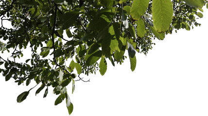 Äste eines Nussbaumes mit grünen Blätter