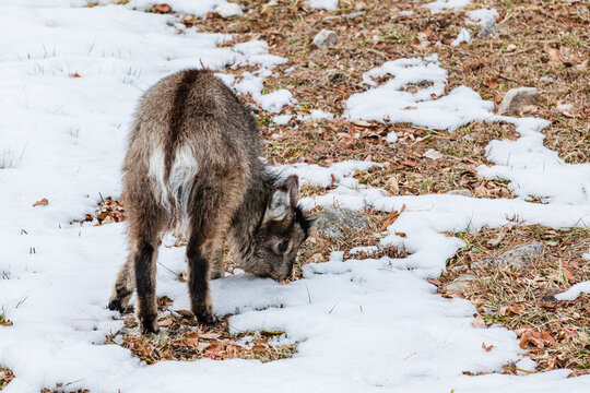  An endangered long-tailed goral found in the mountains. Amur goral, Naemorhedus caudatus