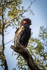 The bateleur eagle, Terathopius ecaudatus, is a medium-sized eagle in the family Accipitridae. Kruger park, South Africa.