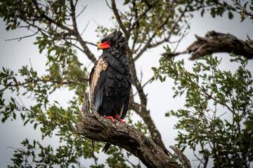 The bateleur eagle, Terathopius ecaudatus, is a medium-sized eagle in the family Accipitridae. Kruger park, South Africa.