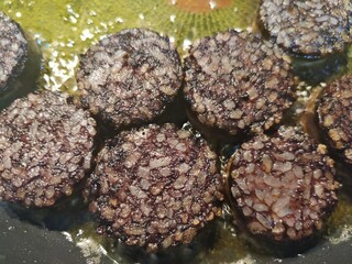 Morcilla de Burgos, comida tradicional española. Black pudding from Burgos, traditional Spanish...