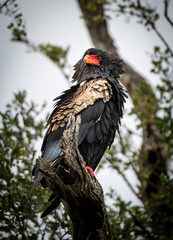 The bateleur eagle, Terathopius ecaudatus, is a medium-sized eagle in the family Accipitridae. Kruger park, South Africa.