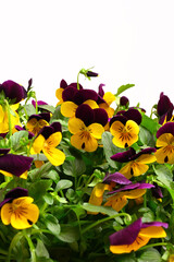 Purple and yellow pansies