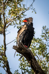 The bateleur eagle, Terathopius ecaudatus, is a medium-sized eagle in the family Accipitridae. Kruger park, South Africa.