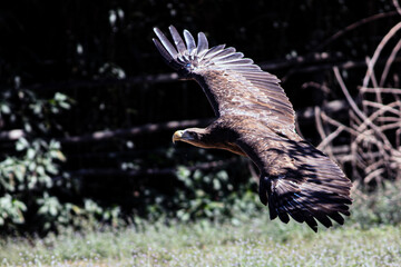 aquila pescatrice in volo