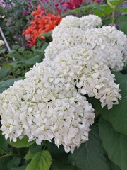 A blooming white spherical shrub with airy inflorescences. Hydrangea arborescens Samantha in a...