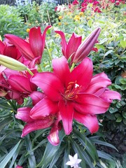 beautiful blooming lilies in the summer garden. Floral Wallpaper