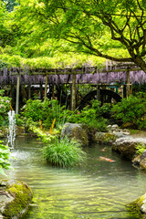 (藤棚)うららかな春日和に映える一目一万本　ツツジの花
(Wisteria trellis)...