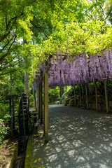 (藤棚風景)うららかな春日和に映える一目一万本　ツツジの花
(Wisteria...