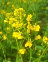 Close-up of canola or rapeseed blossom (Brassica napus) yellow flowers plant with green blurred background in sun light. 